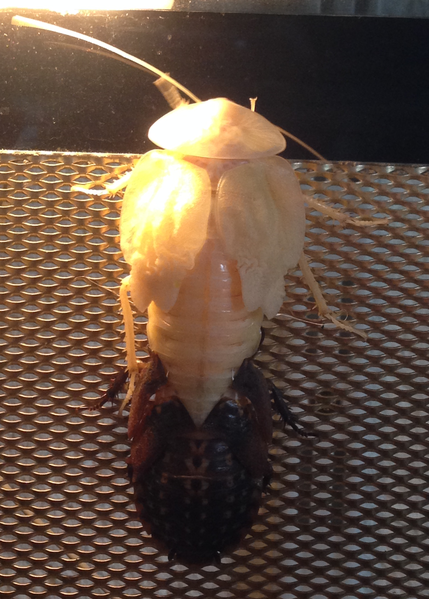 File:Archimandrita tesselata IMG 2903.png