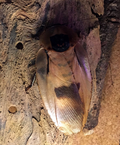 File:Blaberus giganteus.jpg