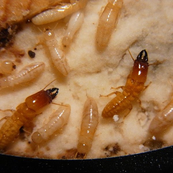 File:Kalotermes flavicollis.jpg