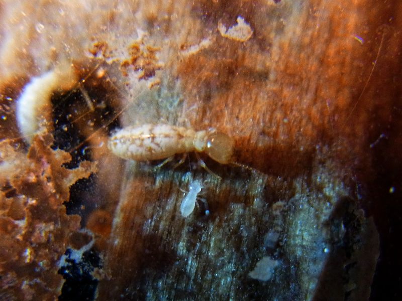 File:Reticulitermes banyulensis larvae.JPG